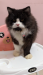 Adult male cat